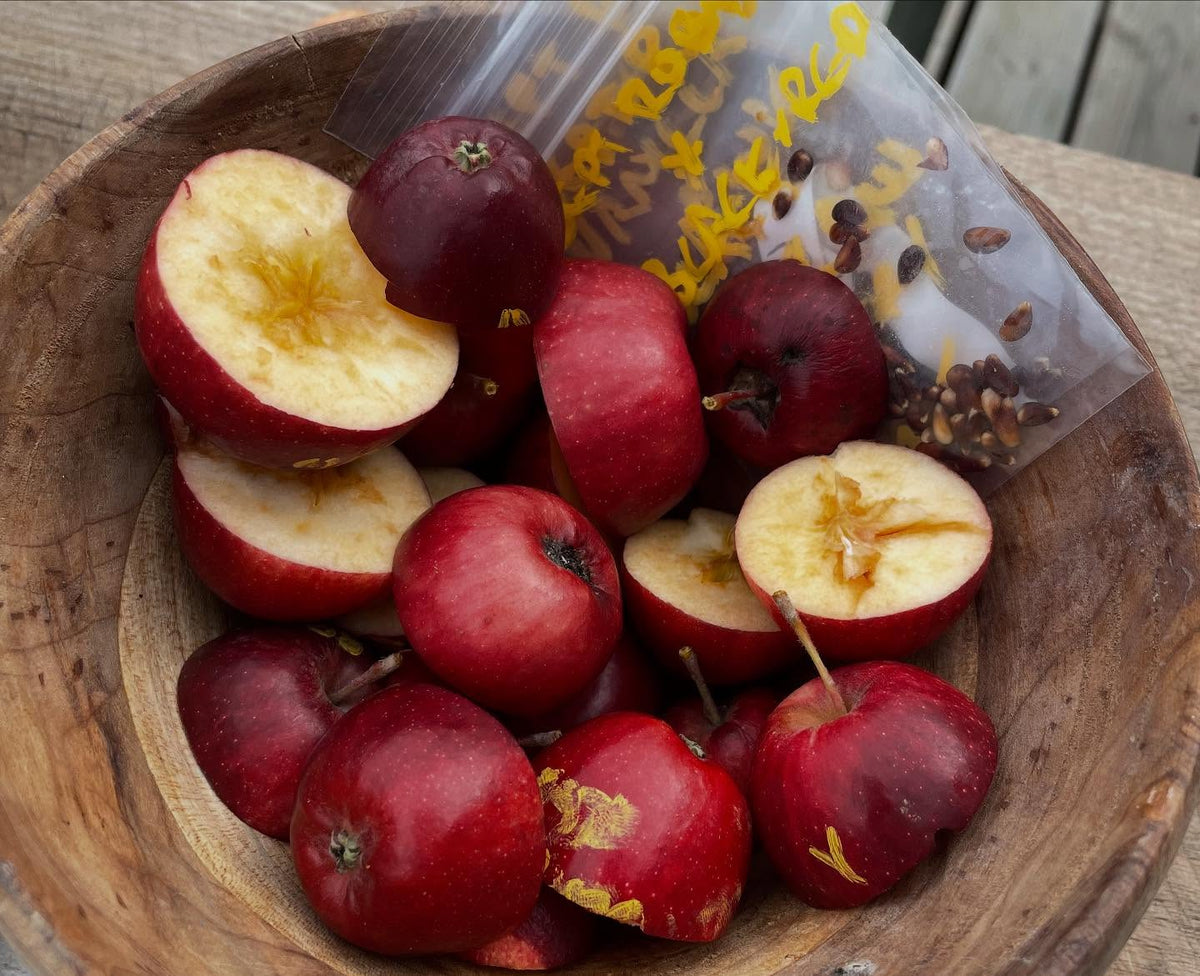 september ruby apple crosses, image 6 of 7