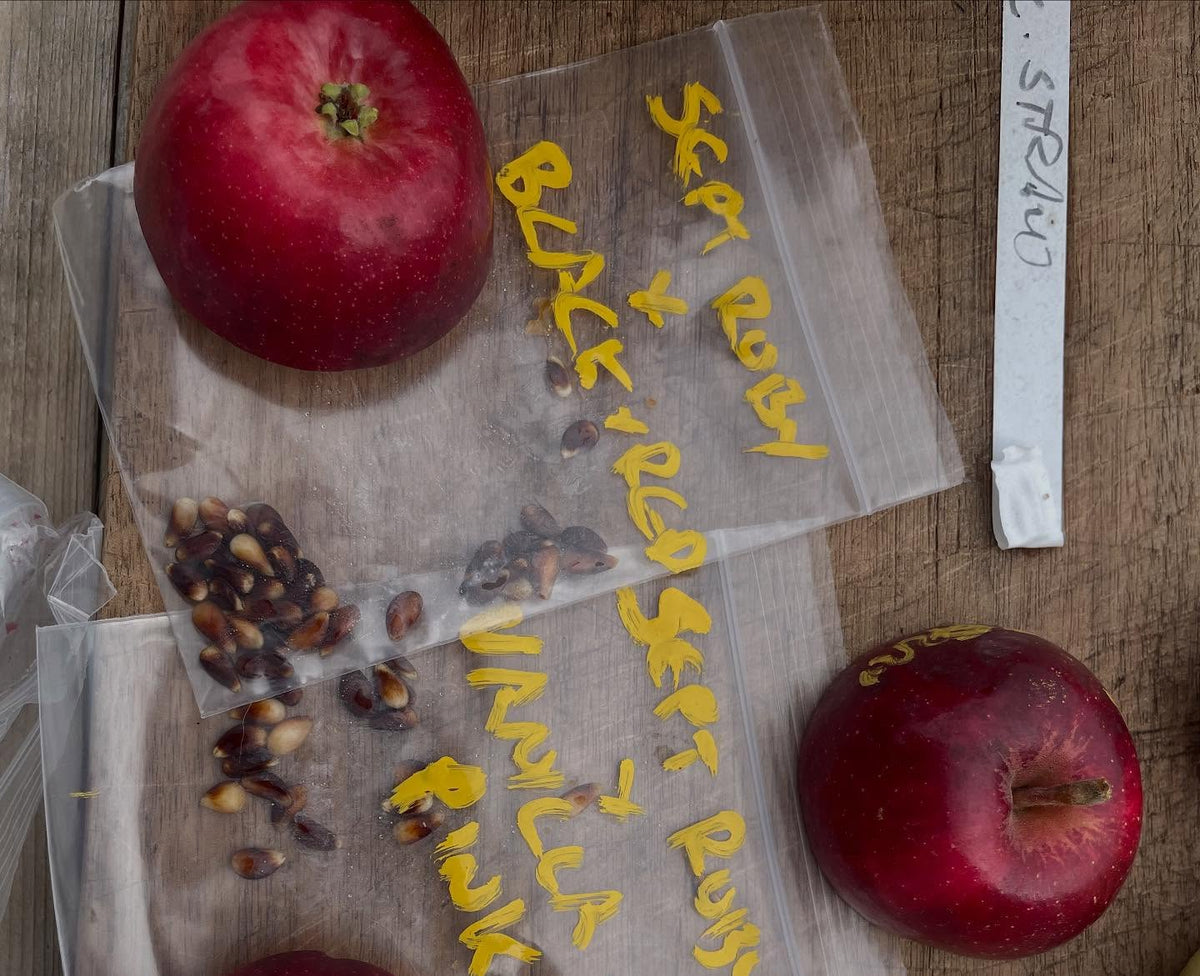 september ruby apple crosses, image 7 of 7
