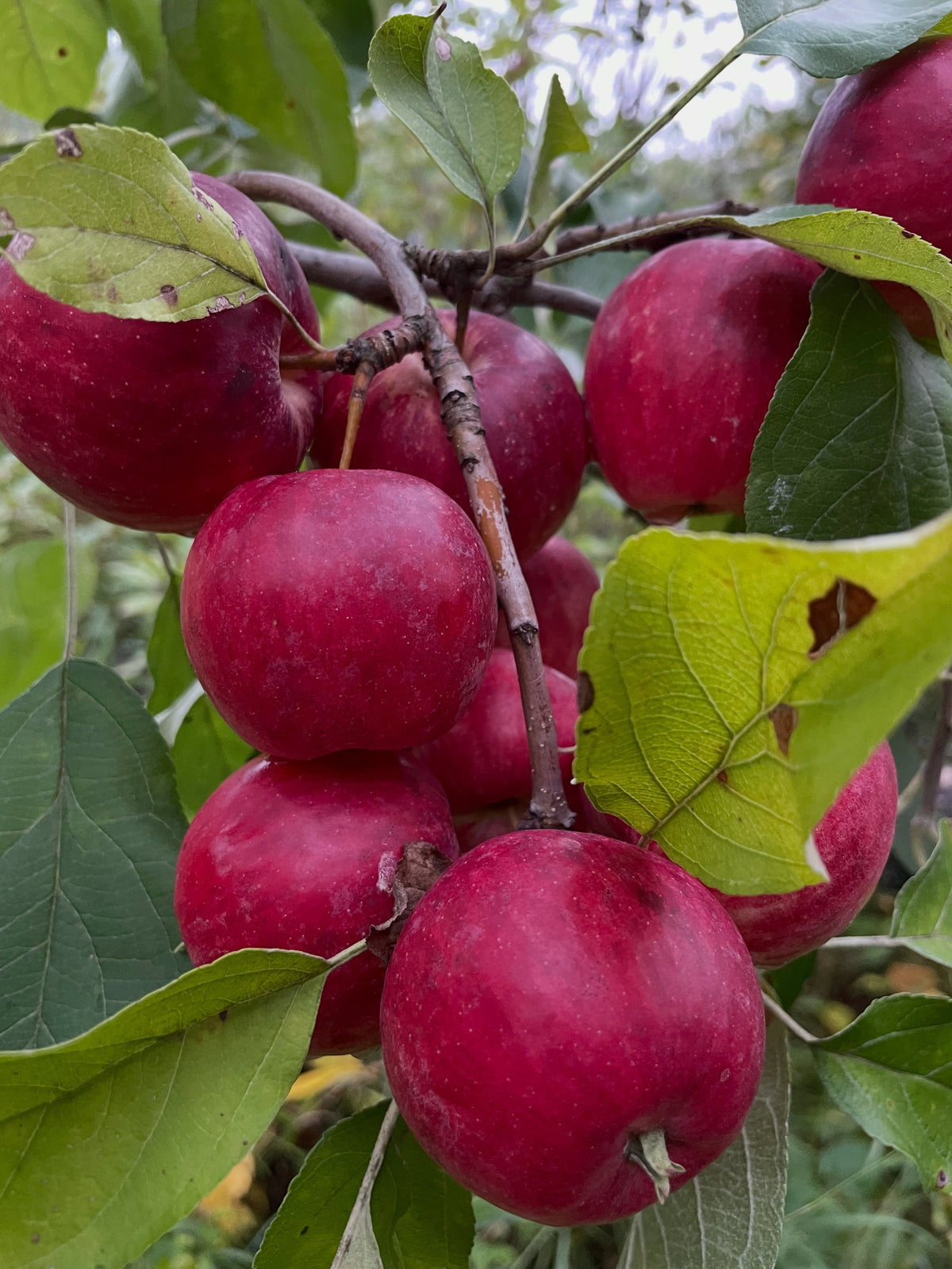 A dense cluster of dark red September Ruby apples hanging among green leaves, photograph 1 of 4