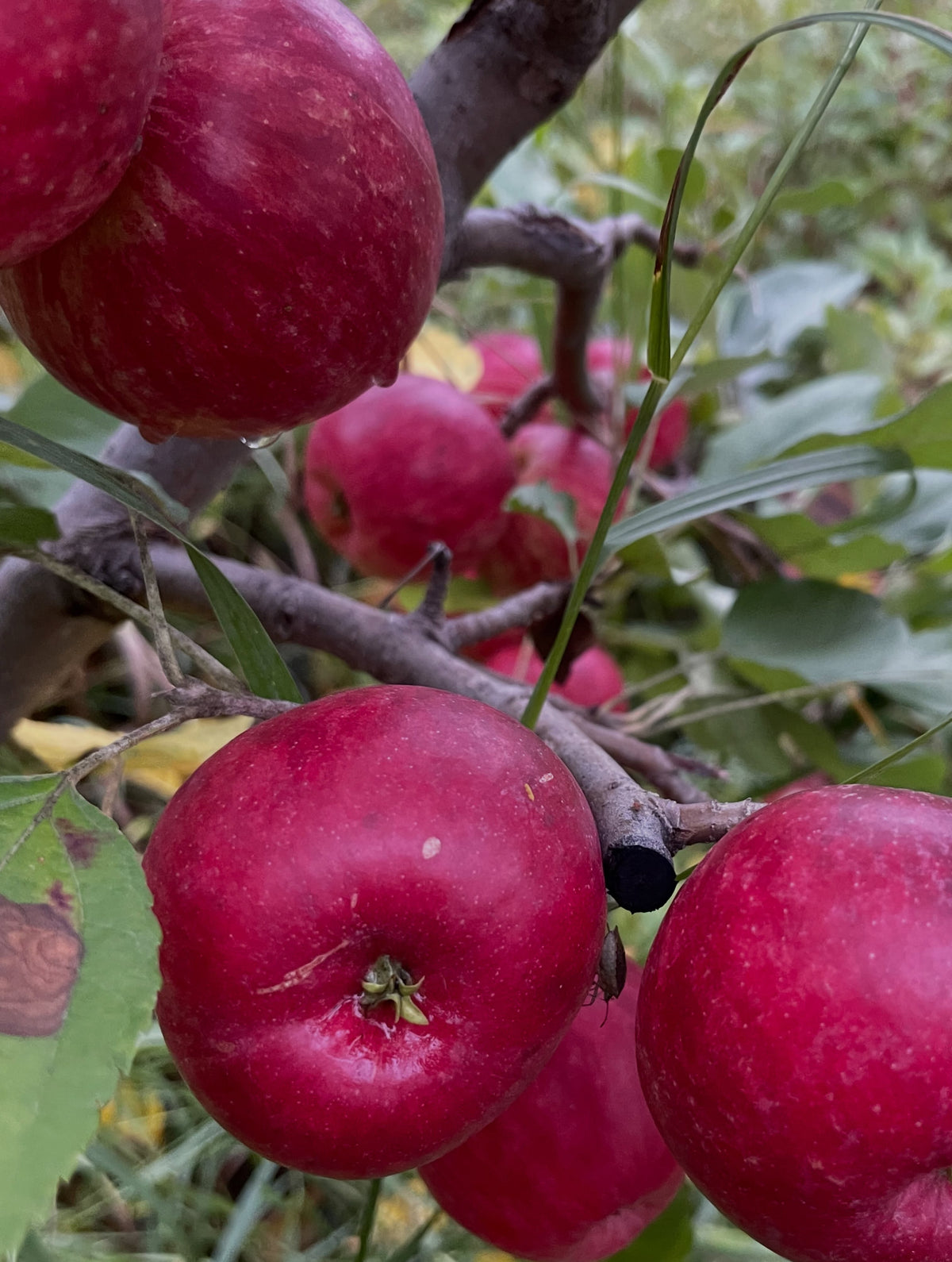 Close view of three dark red September Ruby apples on a low branch, photograph 2 of 4