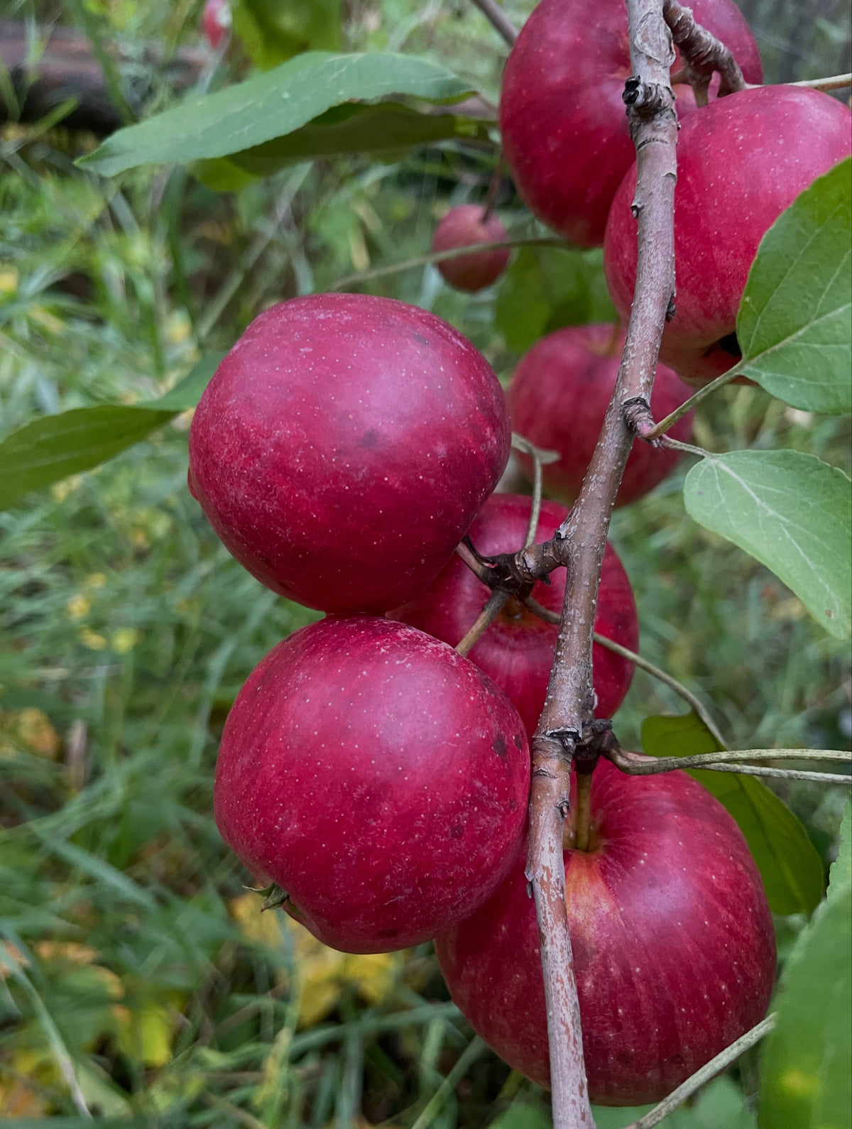 September Ruby apples clustered along an upright branch, photograph 3 of 4