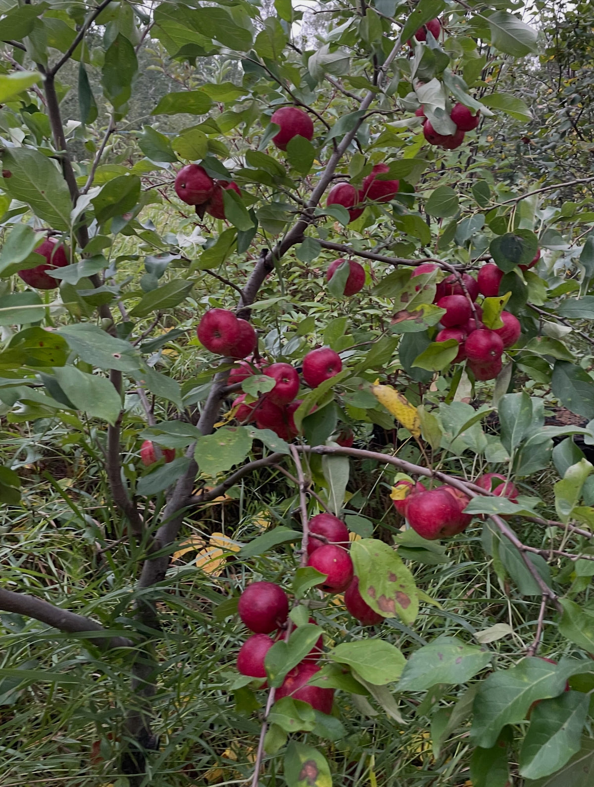 A heavily laden September Ruby apple tree with red fruit across its branches, photograph 4 of 4