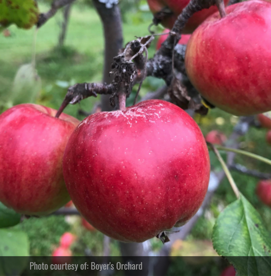 September Ruby Apple Tree