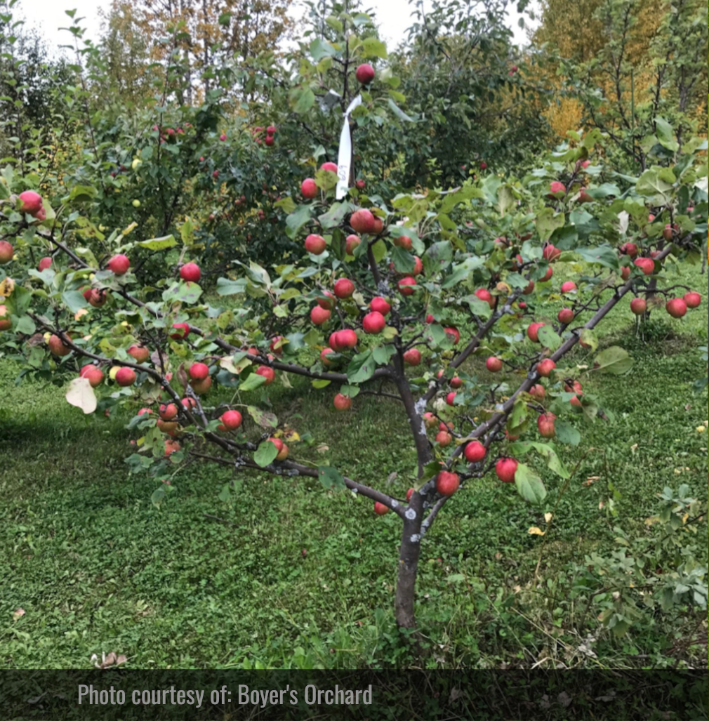 September Ruby Apple Tree