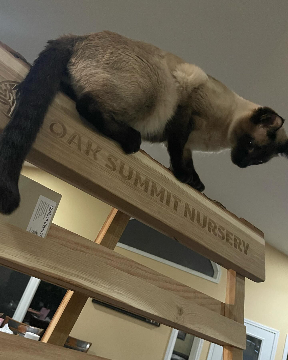 shmaven checking out the new seed rack / obviously a cat play structure