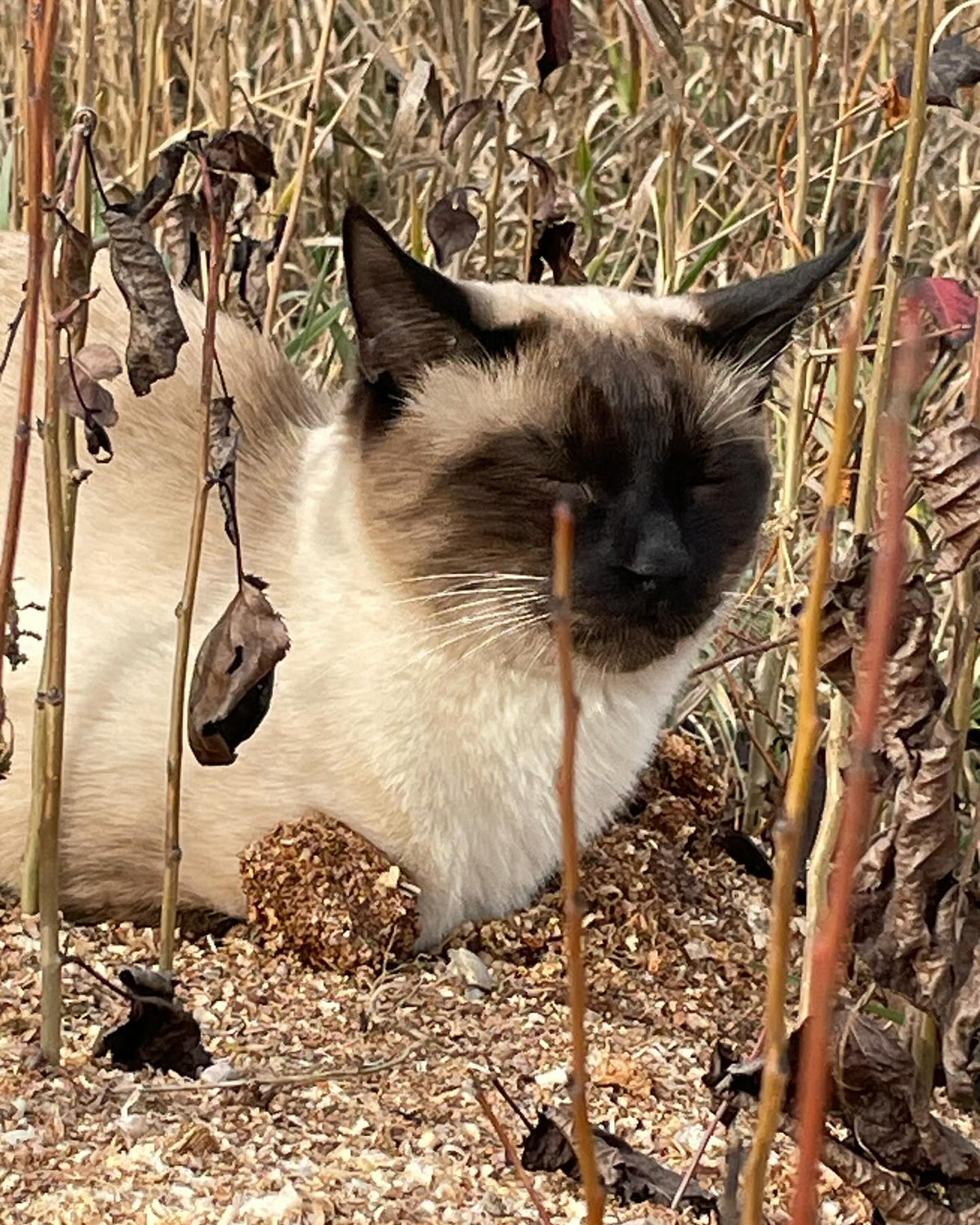 shmaven helping with the pear stoolbed, image 2 of 5