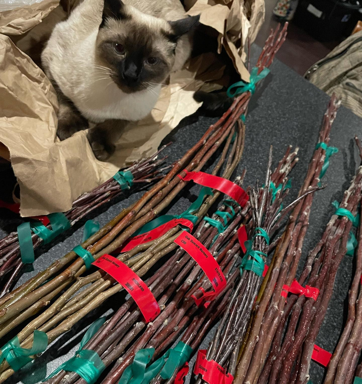 Shmaven our polydactyl Siamese cat is very interested in scion wood, here he’s helping me unpack