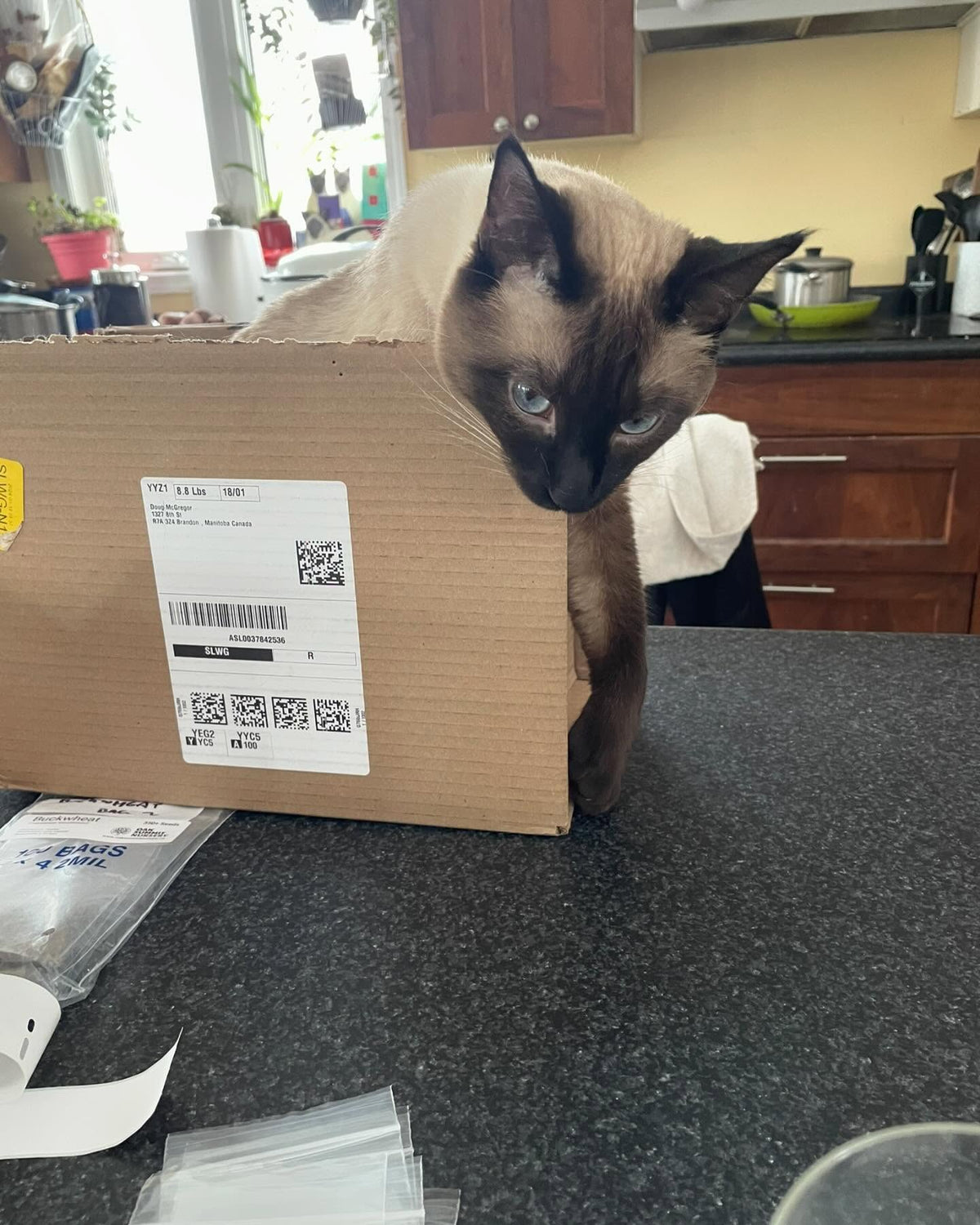 shmaven sits in his box and watches me pack seeds all morning, image 1 of 2