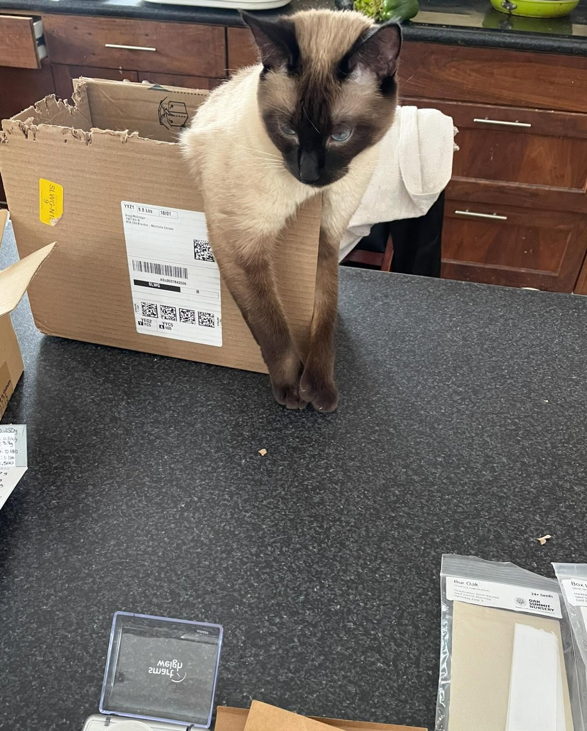 shmaven sits in his box and watches me pack seeds all morning, image 2 of 2