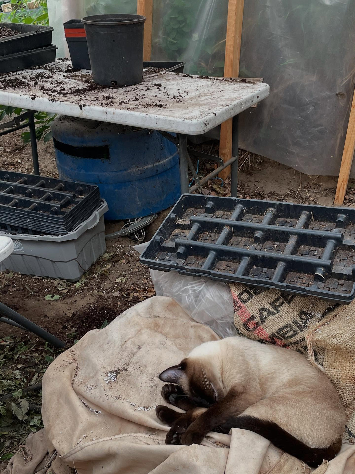 shmaven taking a nap in the greenhouse while I pot up plants