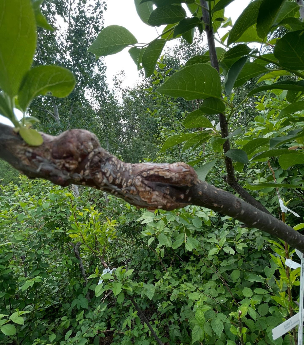short interstems of toka on this combo brookred and brookgold plum grafted onto chokecherry, image 1 of 3