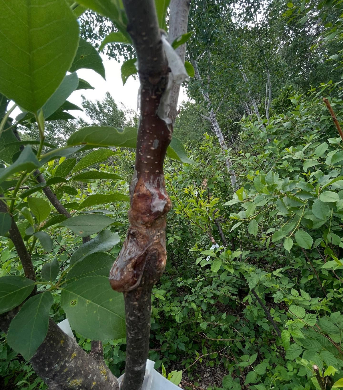 short interstems of toka on this combo brookred and brookgold plum grafted onto chokecherry, image 2 of 3