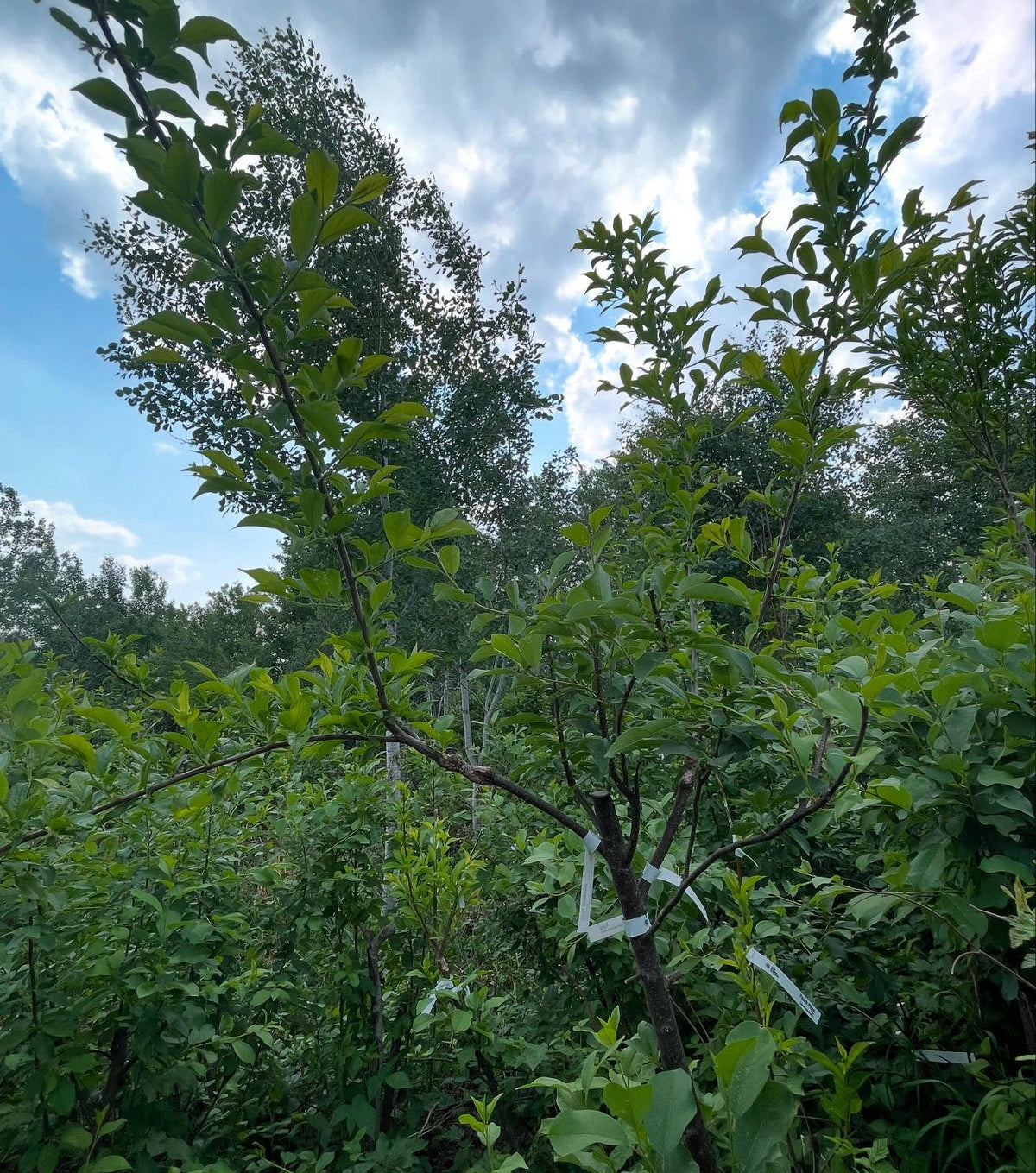 short interstems of toka on this combo brookred and brookgold plum grafted onto chokecherry, image 3 of 3