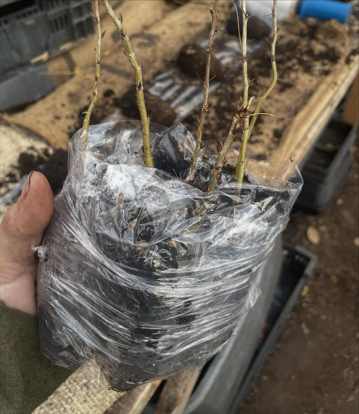 shrink wrapping plugs, bundles of five seem to work, image 2 of 2