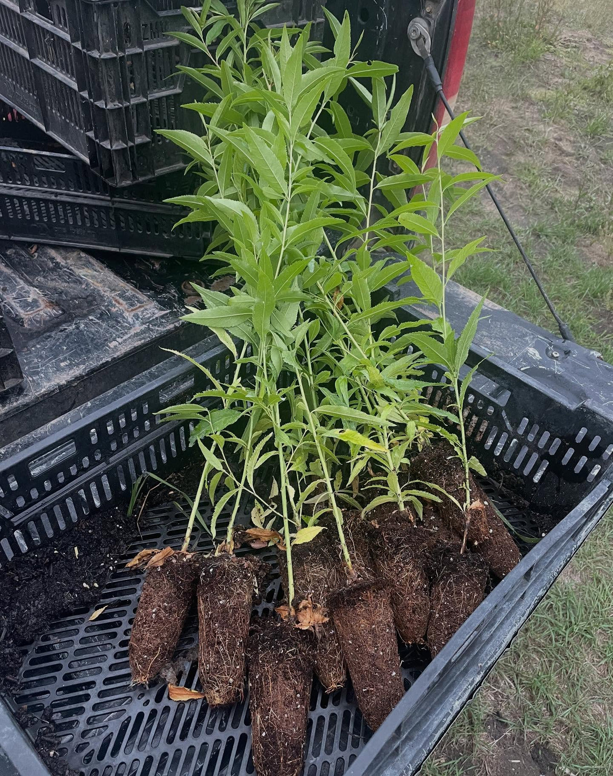 siberian c peach, possibly a peach that can survive the winter in Manitoba at -40, but can it thrive enough to fruit, image 1 of 4