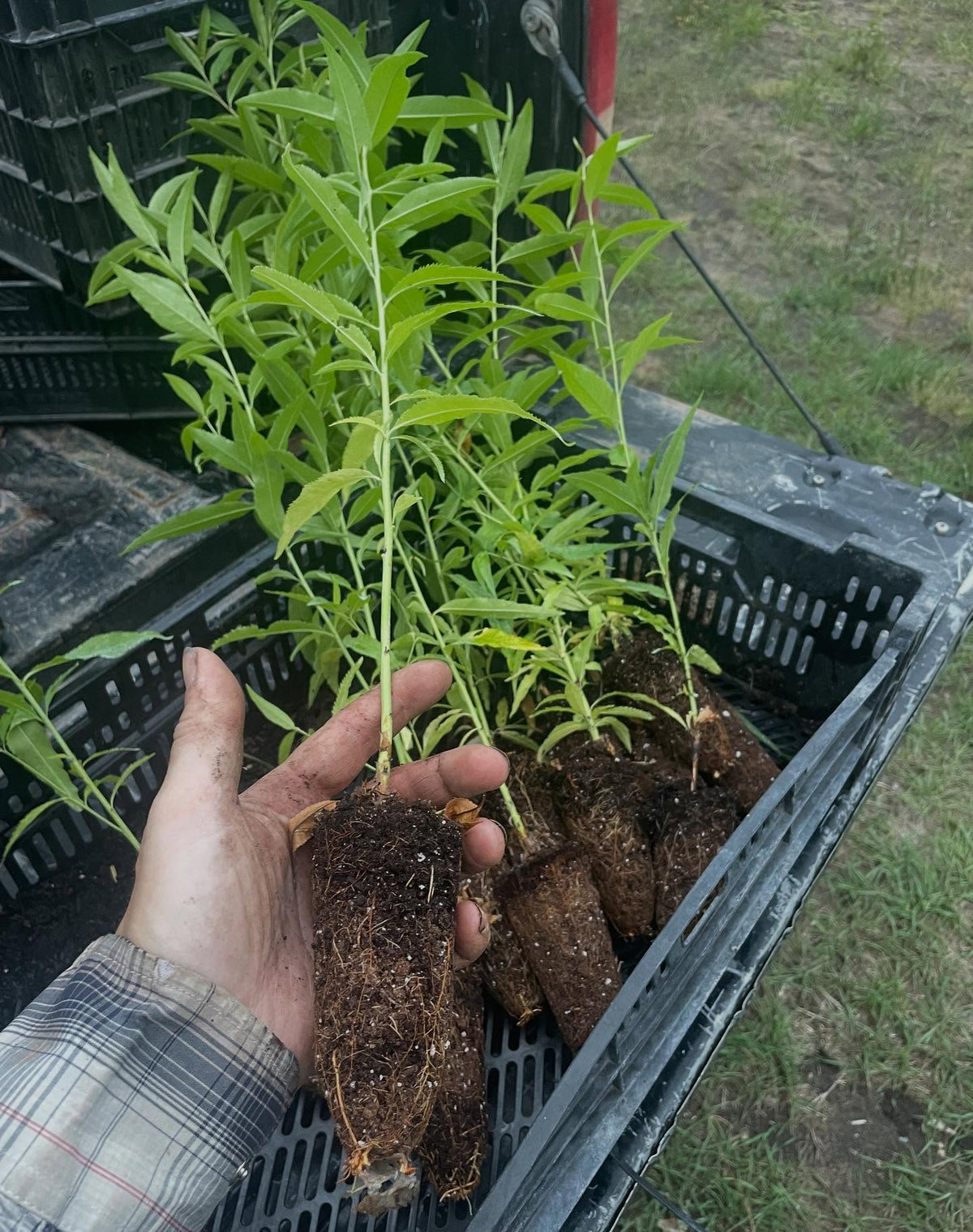 siberian c peach, possibly a peach that can survive the winter in Manitoba at -40, but can it thrive enough to fruit, image 2 of 4