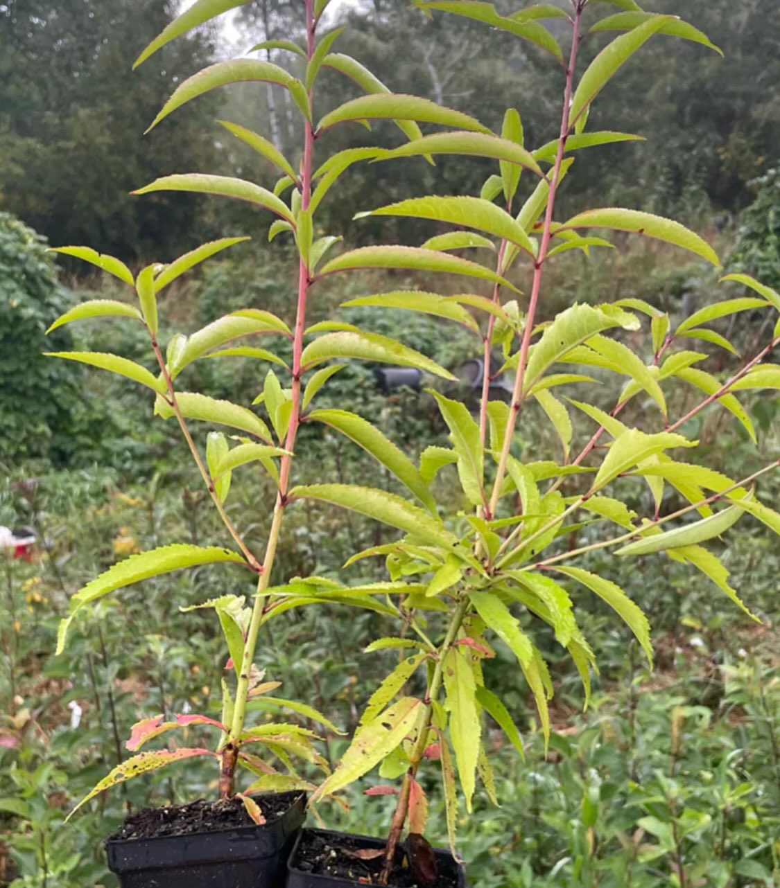 siberian c peach, the most cold hardy peach species, we've planted it in a few places around the nursery to see, image 1 of 4
