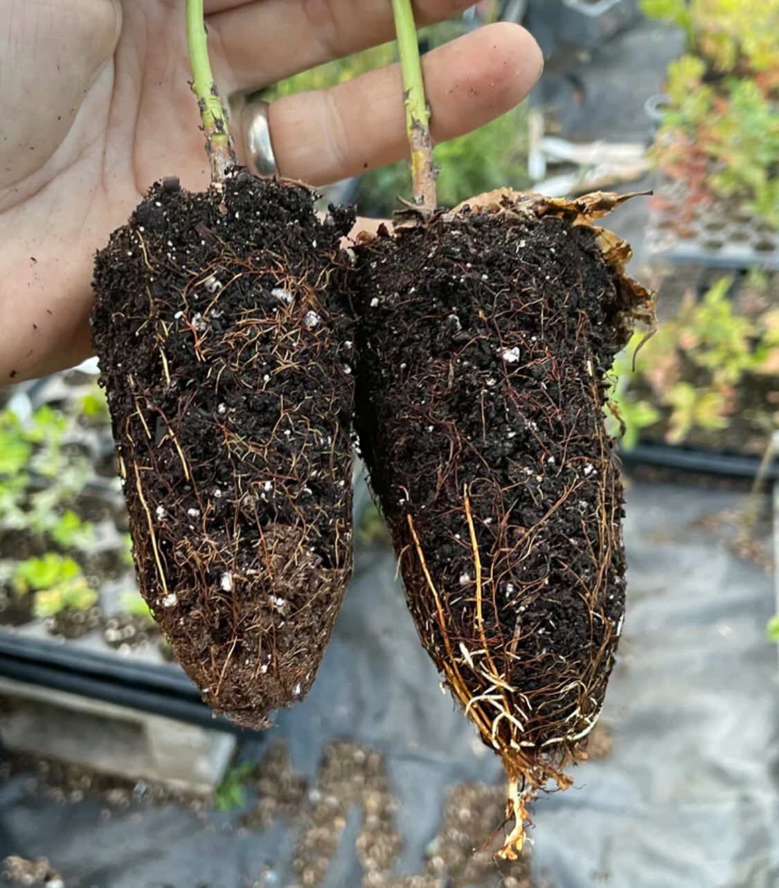 siberian c peach, the most cold hardy peach species, we've planted it in a few places around the nursery to see, image 3 of 4