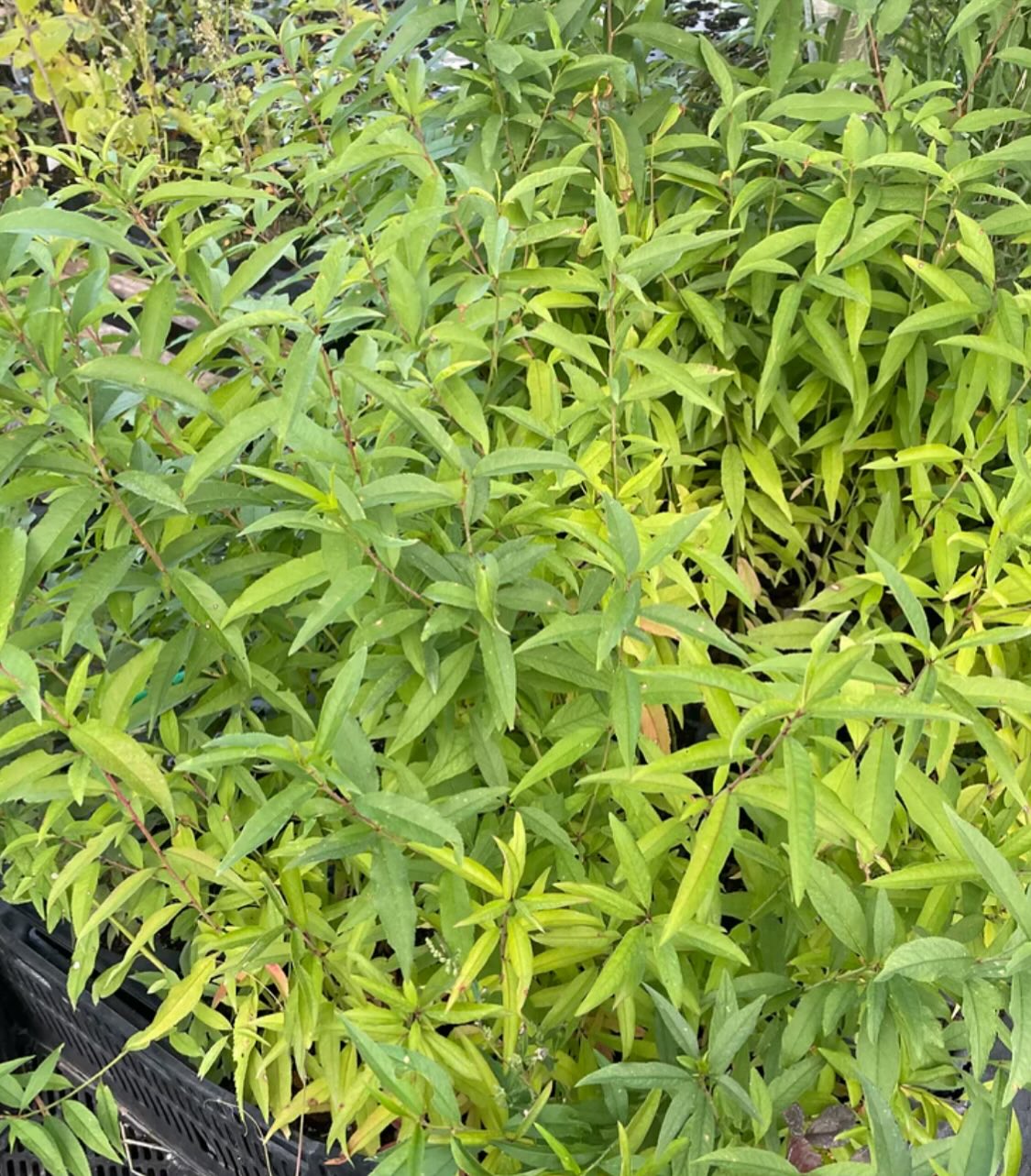 siberian c peach, the most cold hardy peach species, we've planted it in a few places around the nursery to see, image 4 of 4