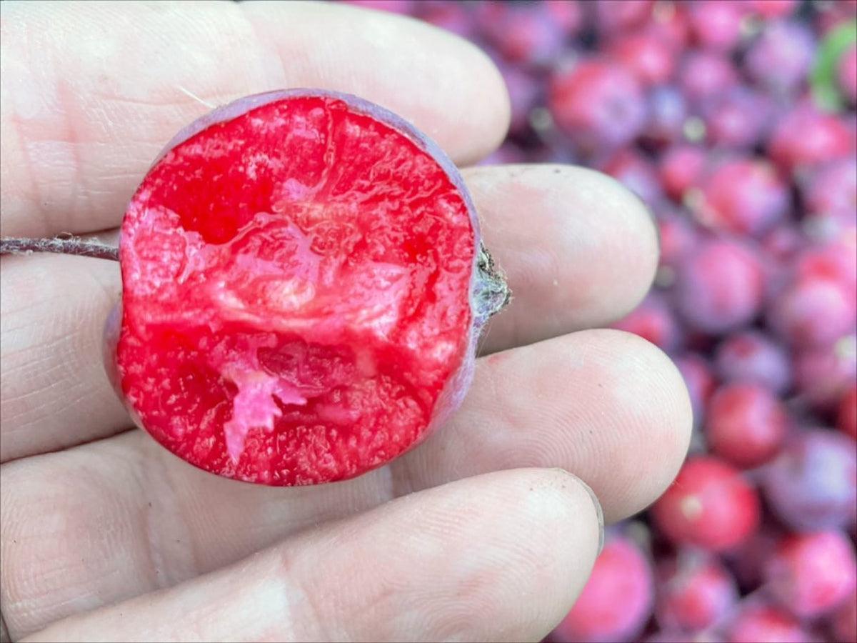 Siberian crab apple, these are from a 20 yr old tree that we harvest for seeds, image 1 of 2