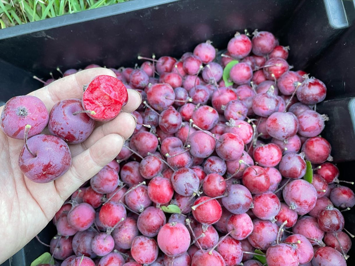 Siberian crab apple, these are from a 20 yr old tree that we harvest for seeds, image 2 of 2