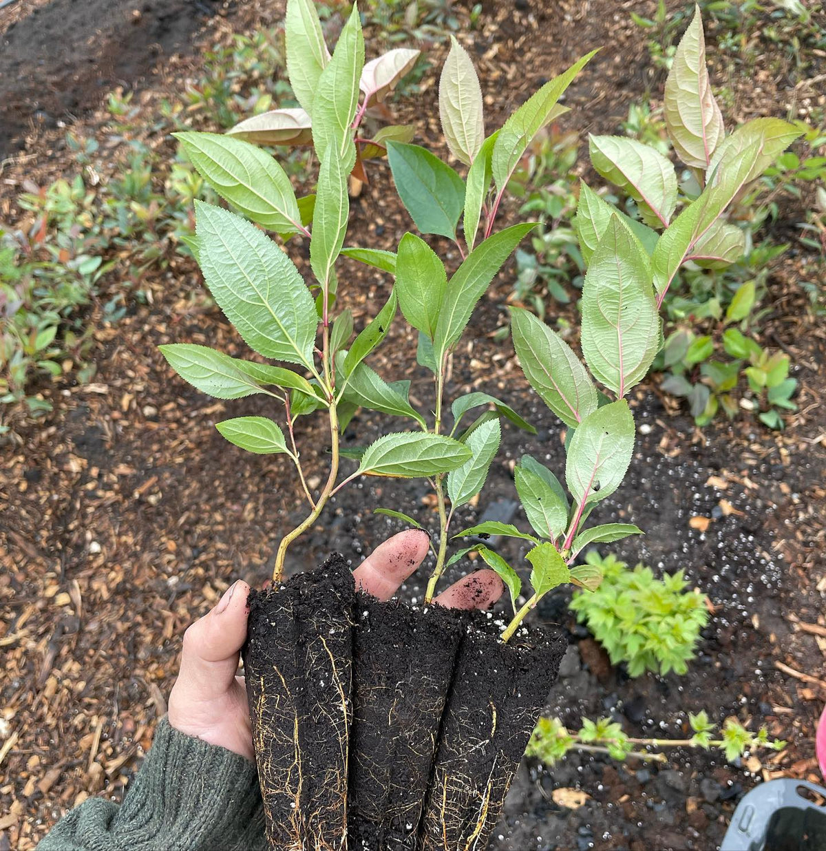 Siberian crabapple at 12 weeks ready to plant out