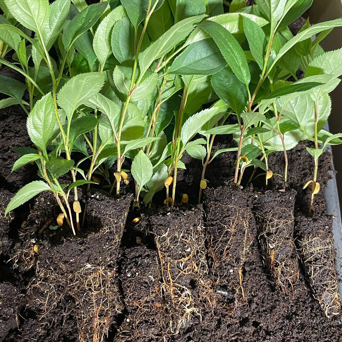 Siberian crabapple (Malus Baccata) rootstocks from our winter garden getting potted up