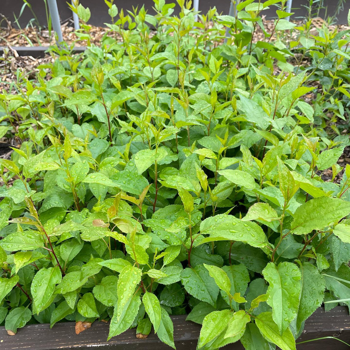 Siberian crabapple rootstock in one of our raised beds