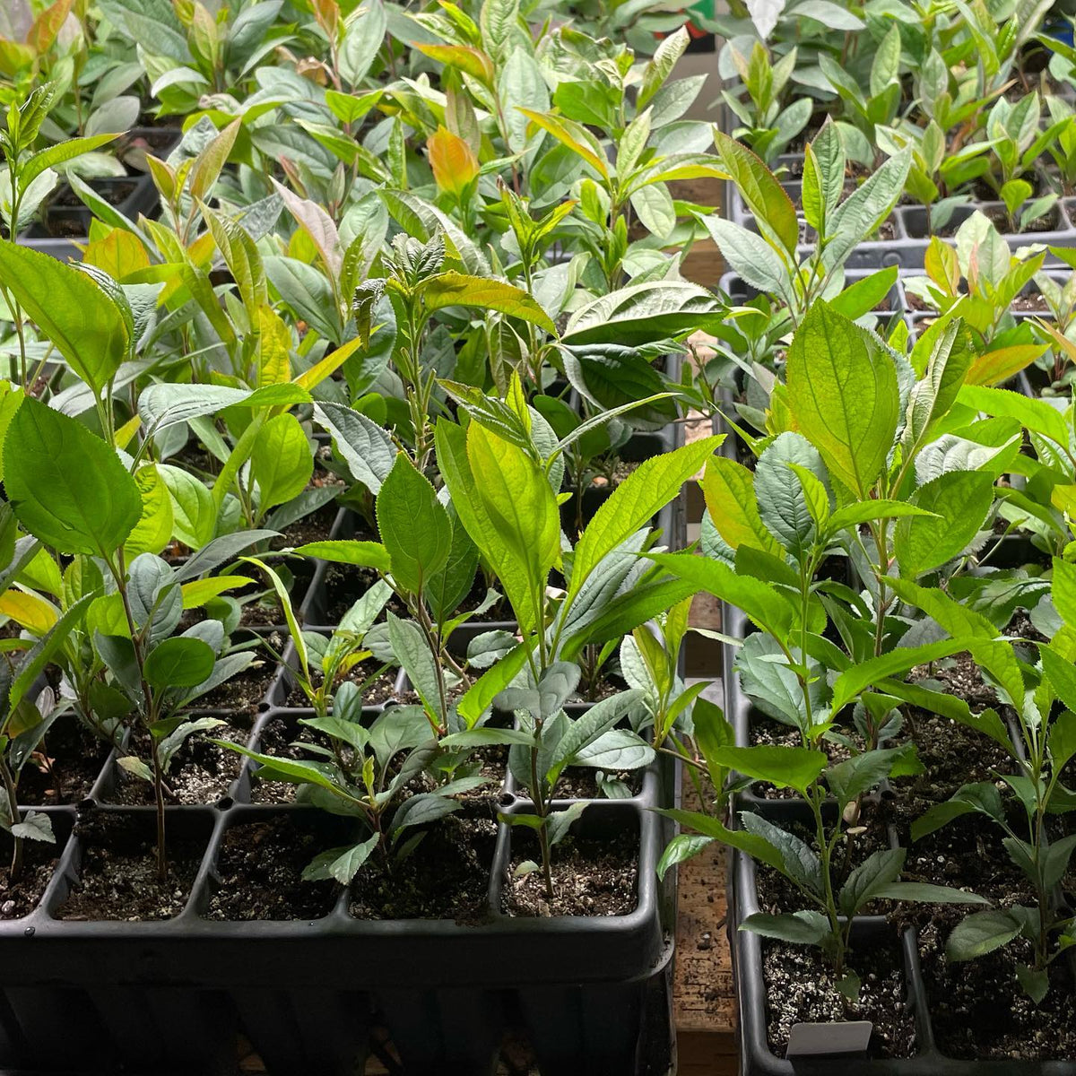 Siberian crabapple seedlings at 8 weeks indoors, image 1 of 3