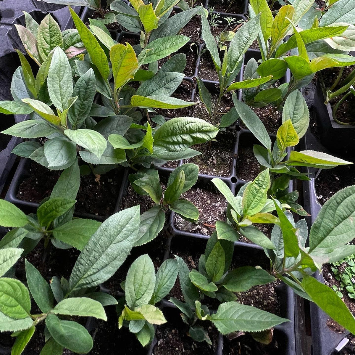 Siberian crabapple seedlings at 8 weeks indoors, image 2 of 3