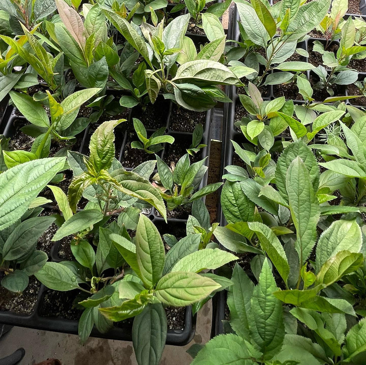 Siberian crabapple seedlings at 8 weeks indoors, image 3 of 3