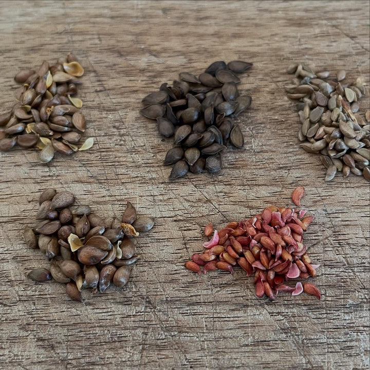 siberian crabapple seeds collected from various sources showing the diversity
