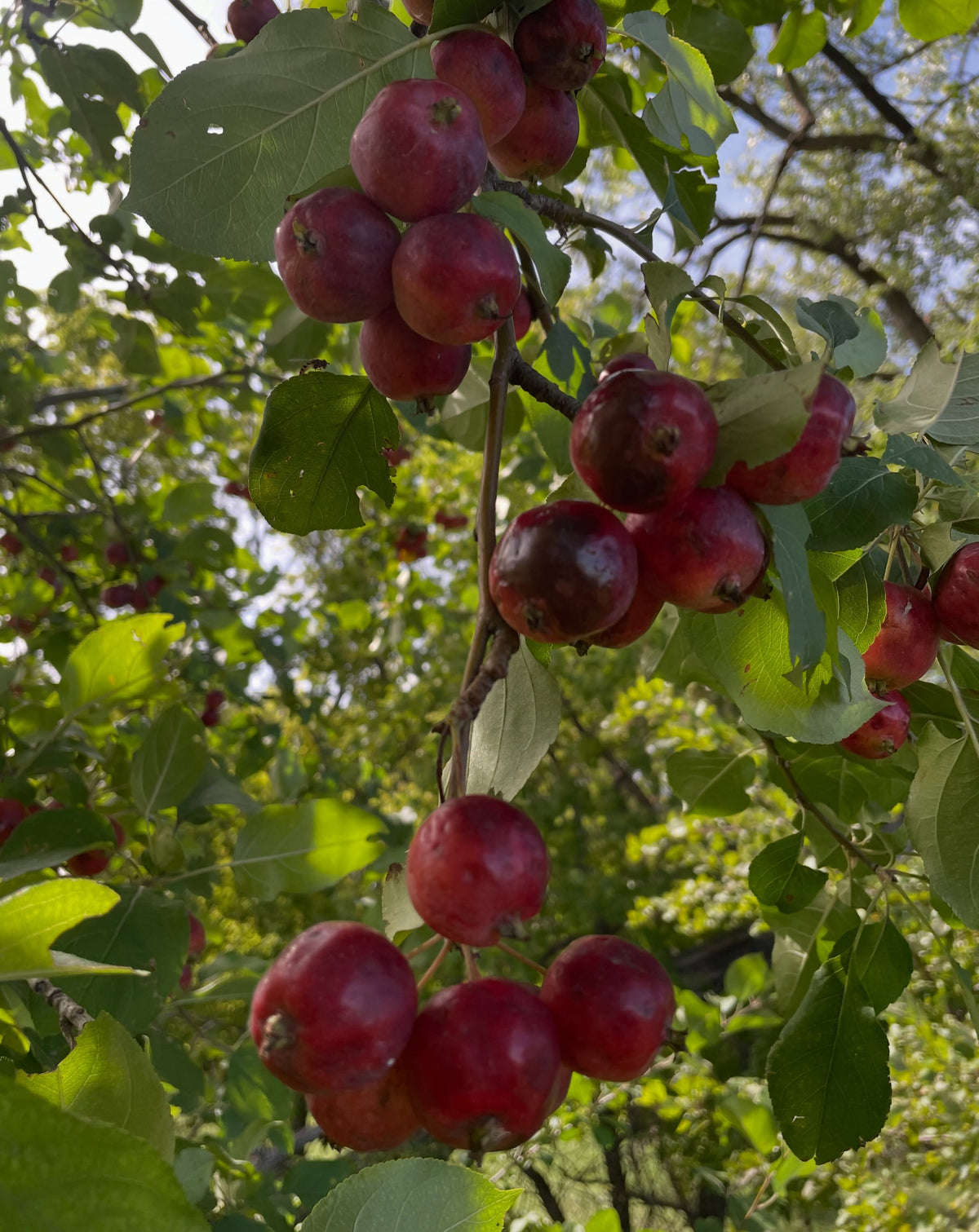 Dark red Siberian crabapples clustered on a mature tree