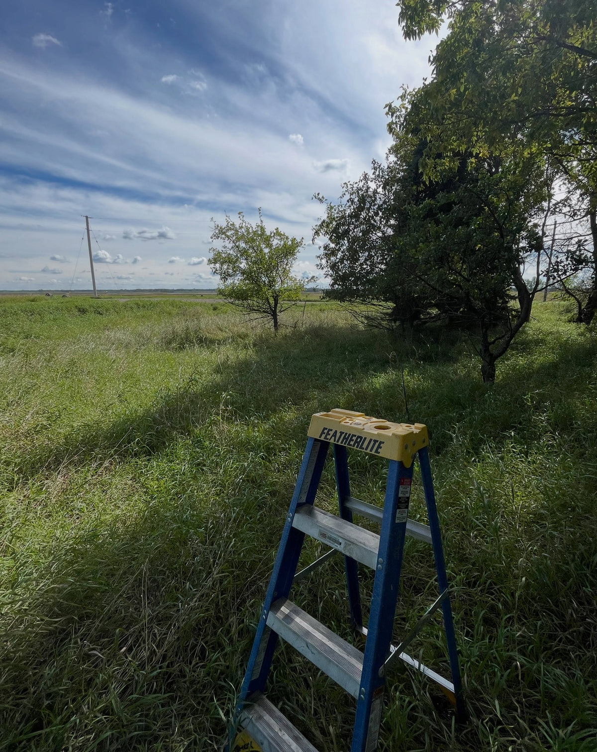Ladder beside mature Siberian crabapple trees in a grassy planting