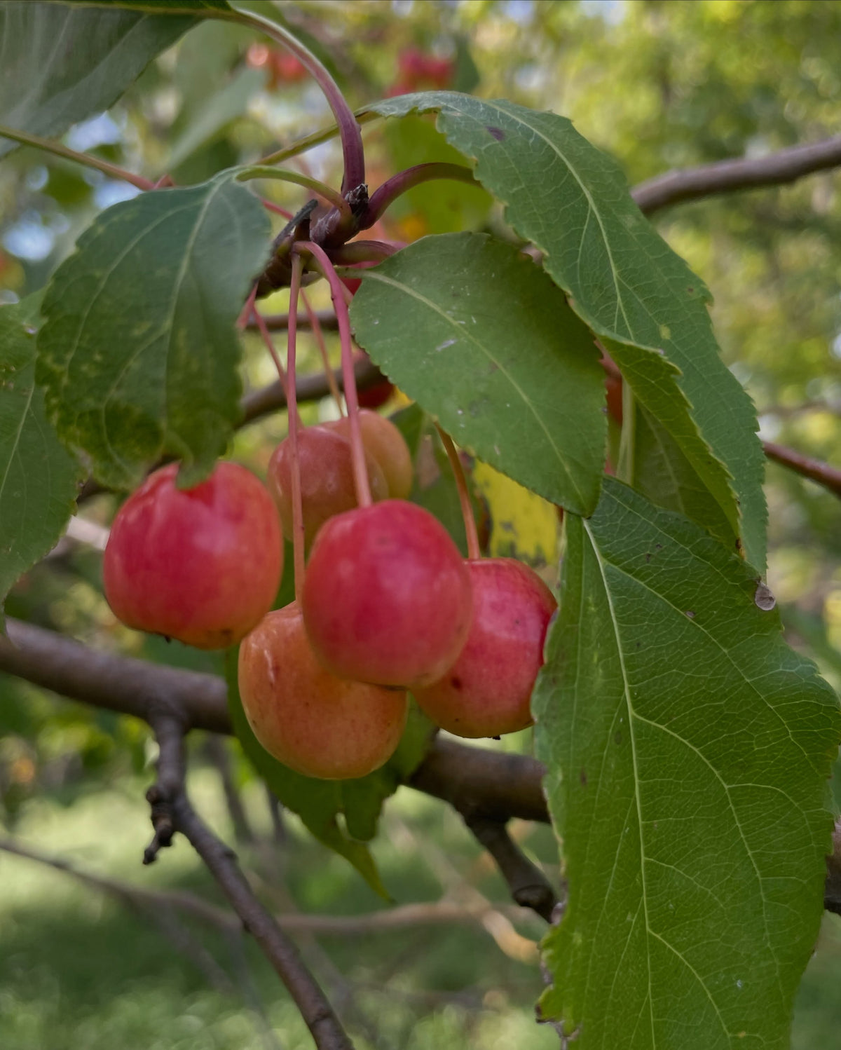 Pink and red Siberian crabapples hanging beneath green leaves