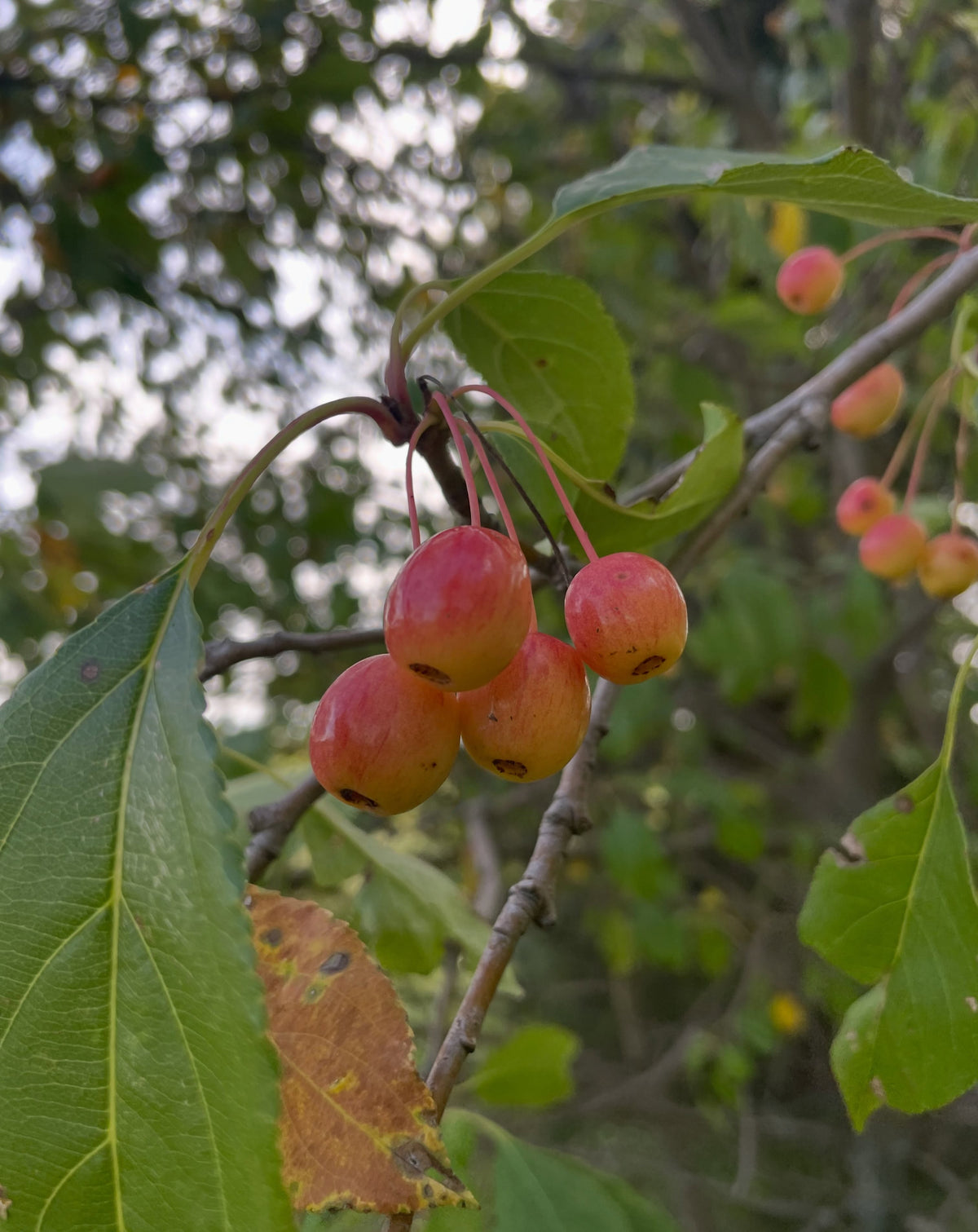 Small yellow and pink Siberian crabapples on a branch