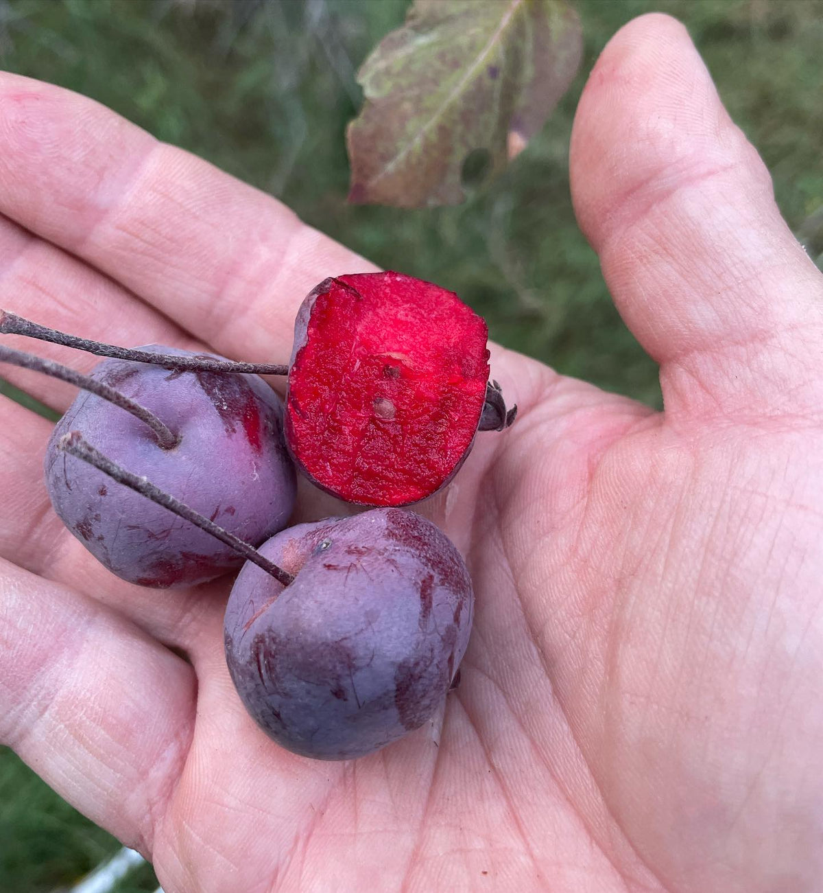 siberian crabapple with deep red flesh, I like to use the seedlings from this tree for rootstocks