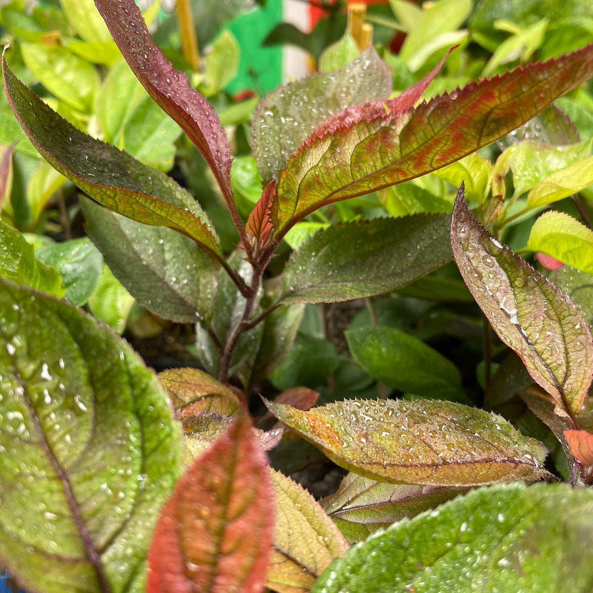 Siberian crabapple with purple genetics