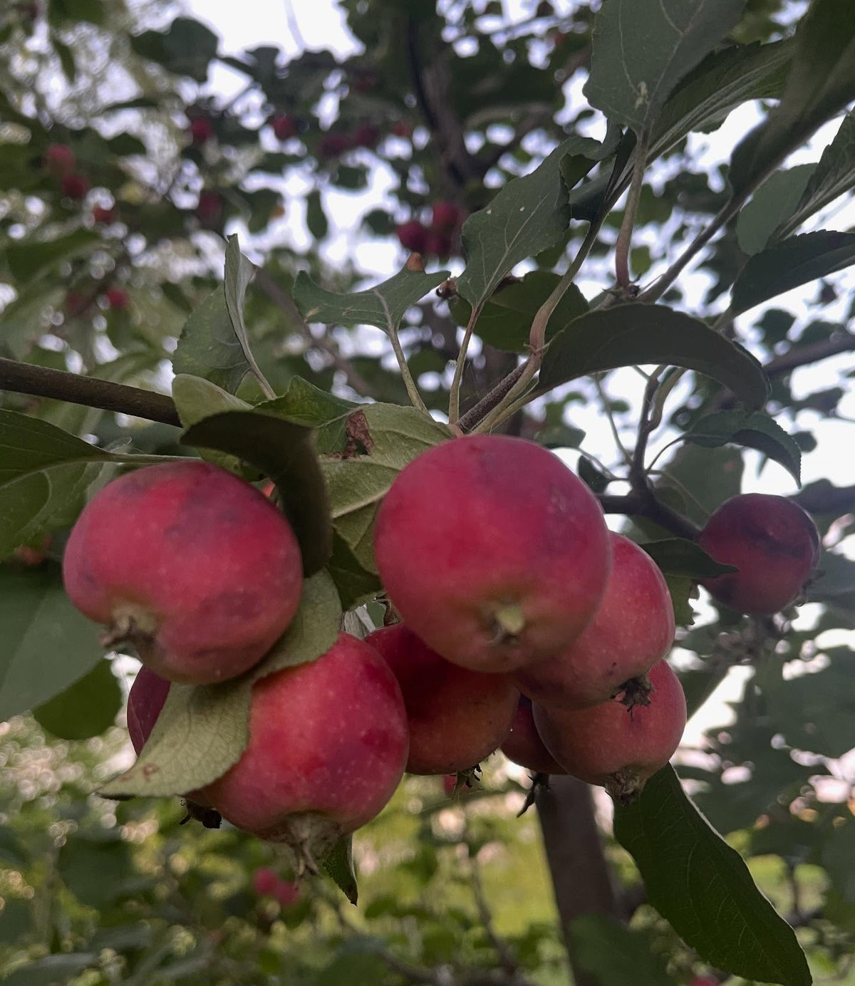 siberian crabapple, with some random percentage of hybridization, fruit will be different sizes, image 1 of 3
