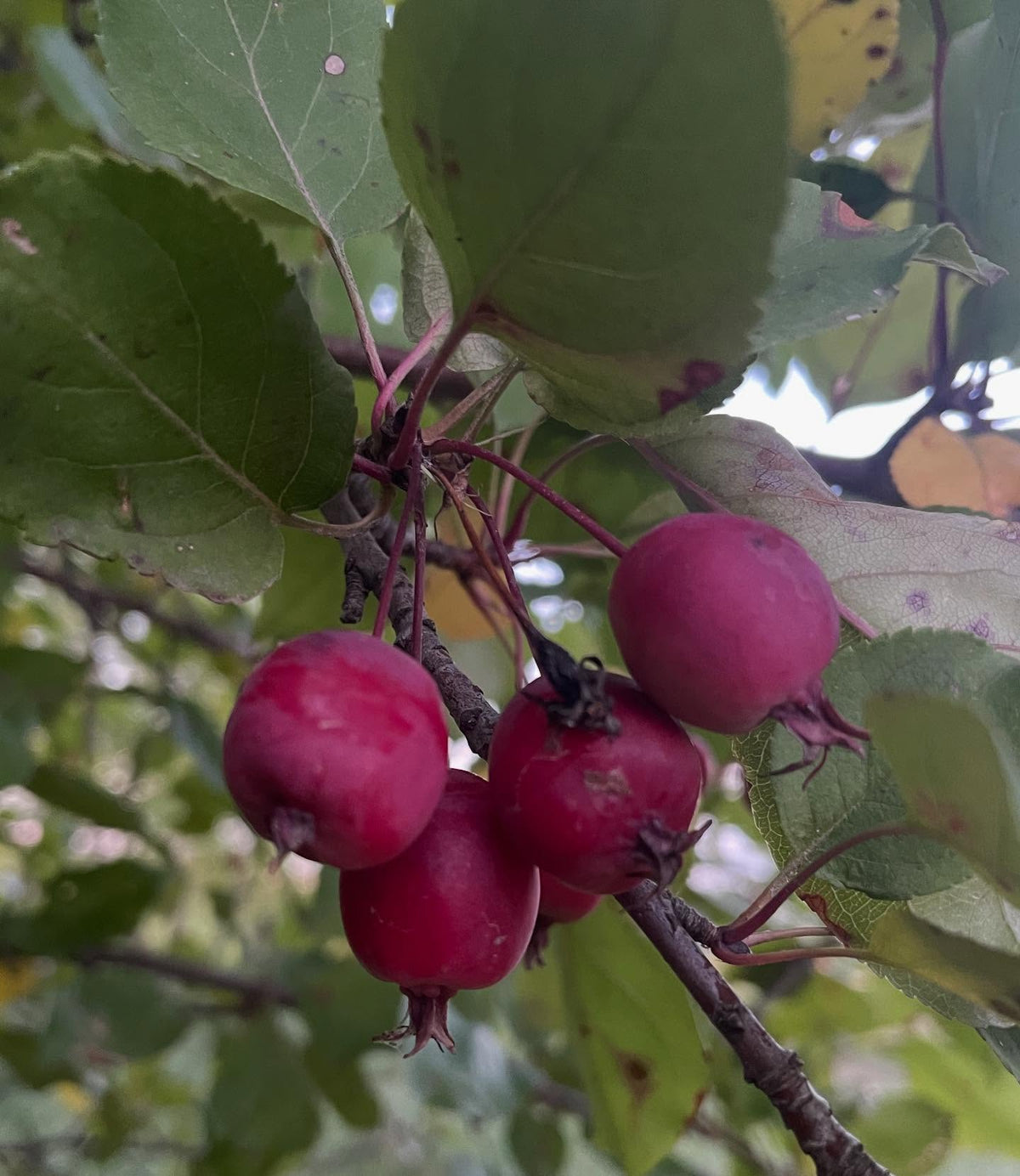 siberian crabapple, with some random percentage of hybridization, fruit will be different sizes, image 2 of 3