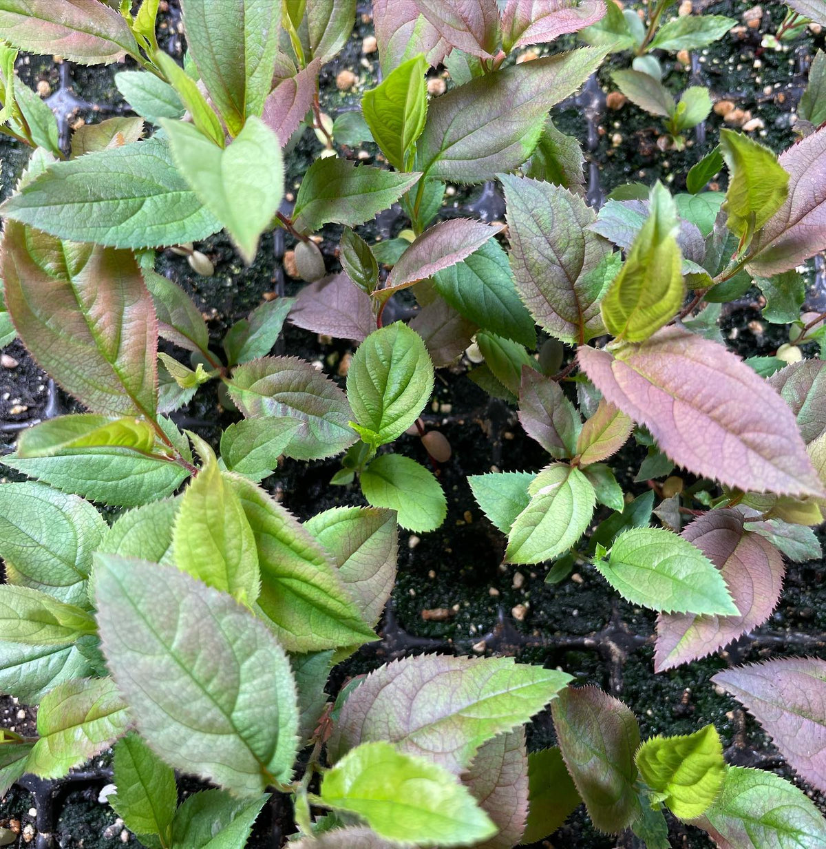 Siberian crabapples at 4 weeks under led lights #appletree #malusbaccata #rootstock