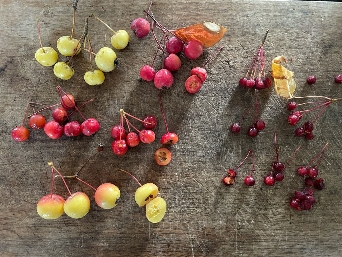 siberian crabapples collected from various trees at a few sites, image 1 of 3