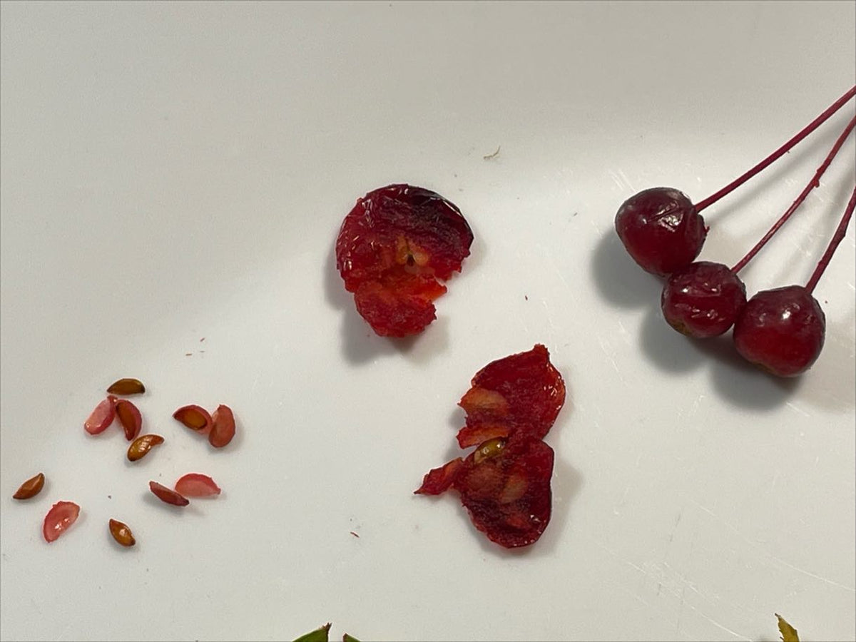 siberian crabapples collected from various trees at a few sites, image 3 of 3