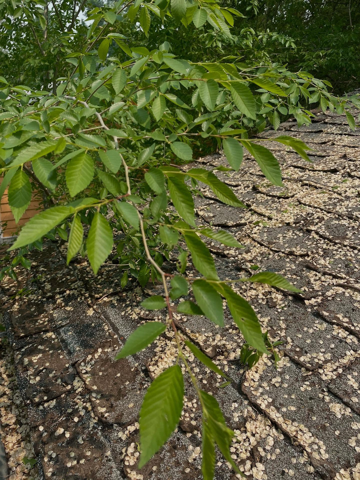 siberian elm, easy place to collect seed, image 2 of 3