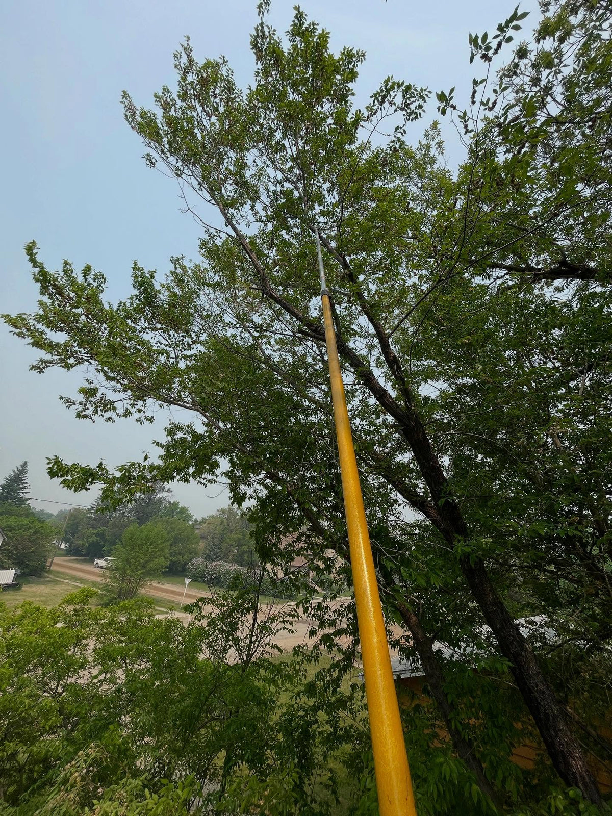 siberian elm, easy place to collect seed, image 3 of 3