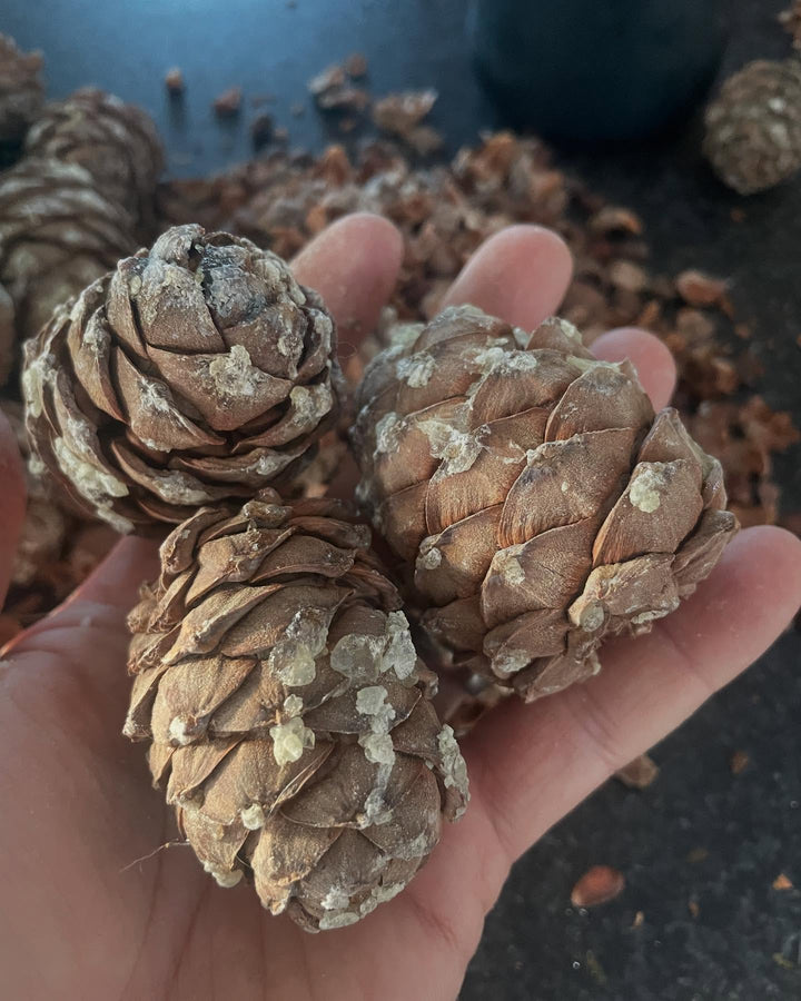 siberian stone pine, cleaning the seeds today, image 1 of 5