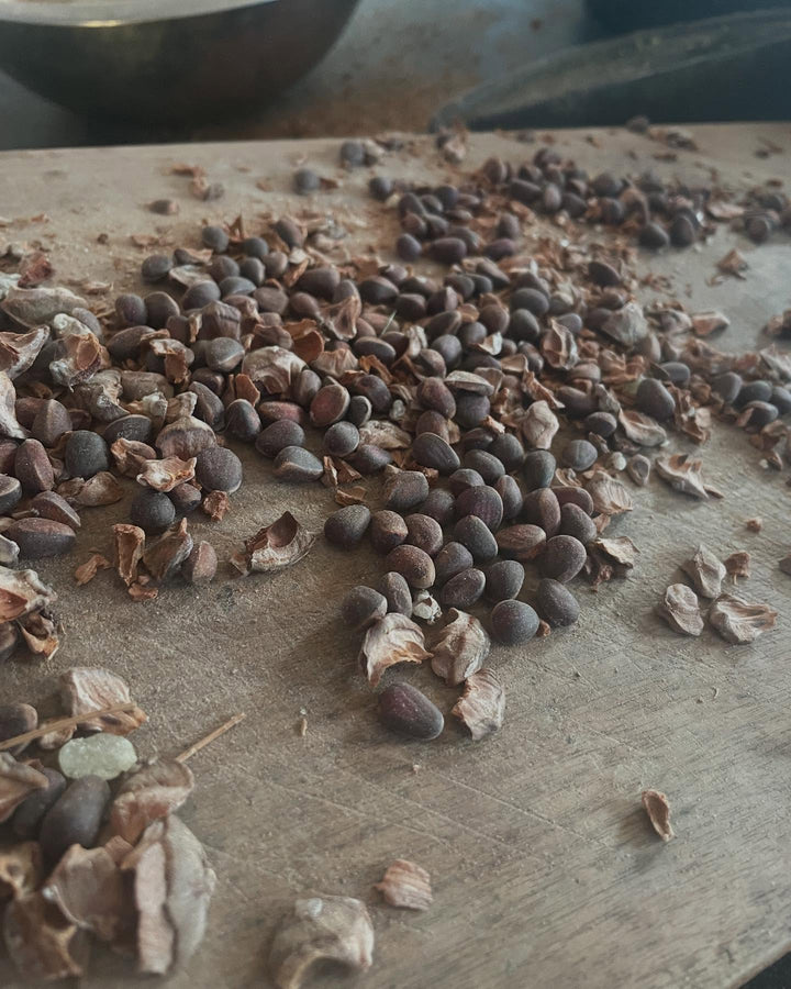 siberian stone pine, cleaning the seeds today, image 2 of 5