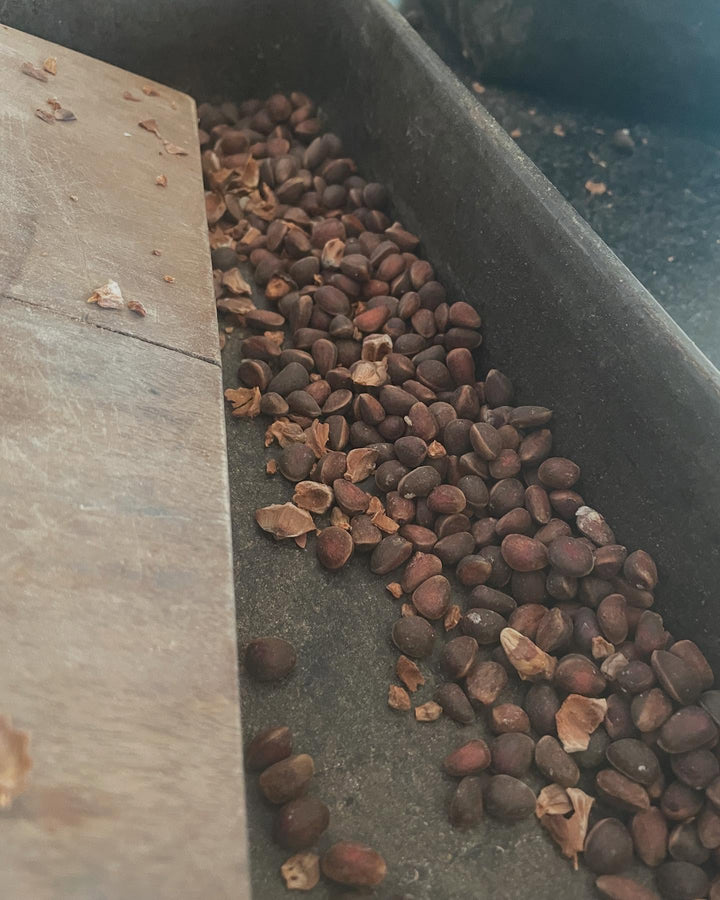 siberian stone pine, cleaning the seeds today, image 3 of 5