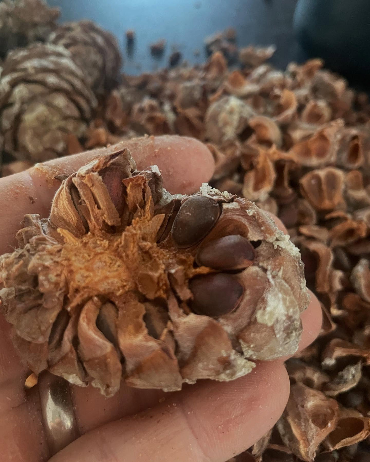 siberian stone pine, cleaning the seeds today, image 4 of 5