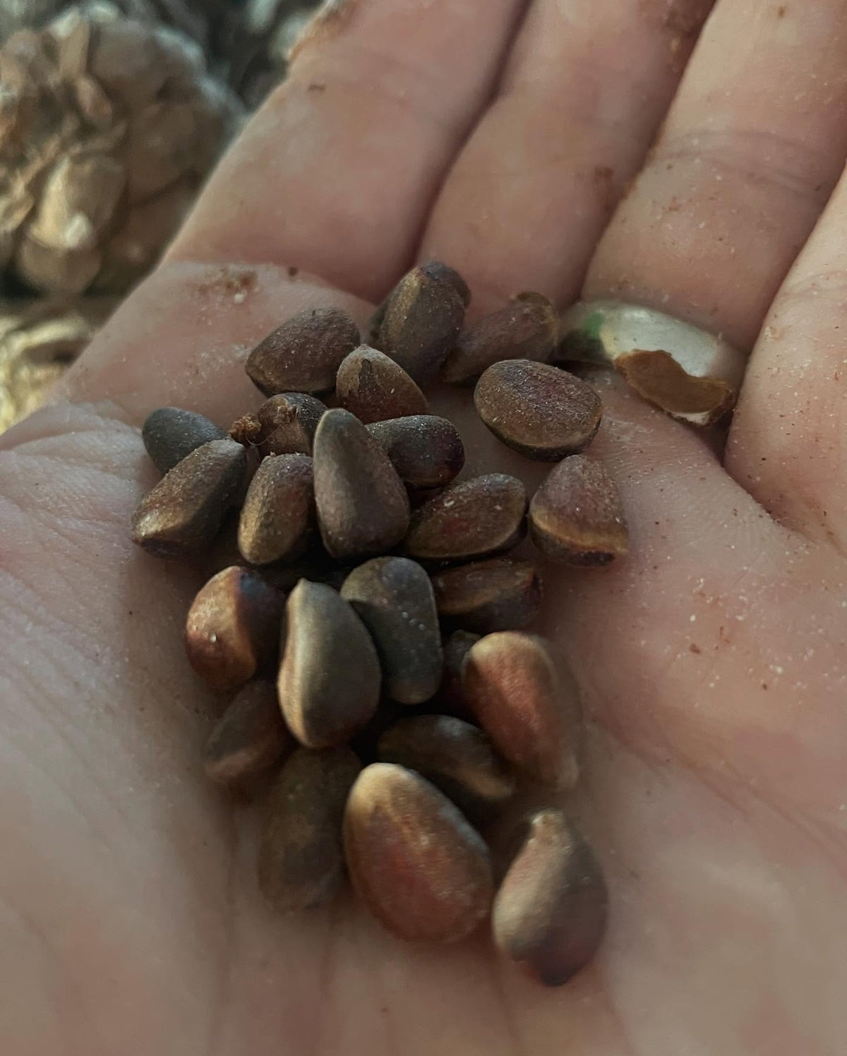 siberian stone pine, cleaning the seeds today, image 5 of 5